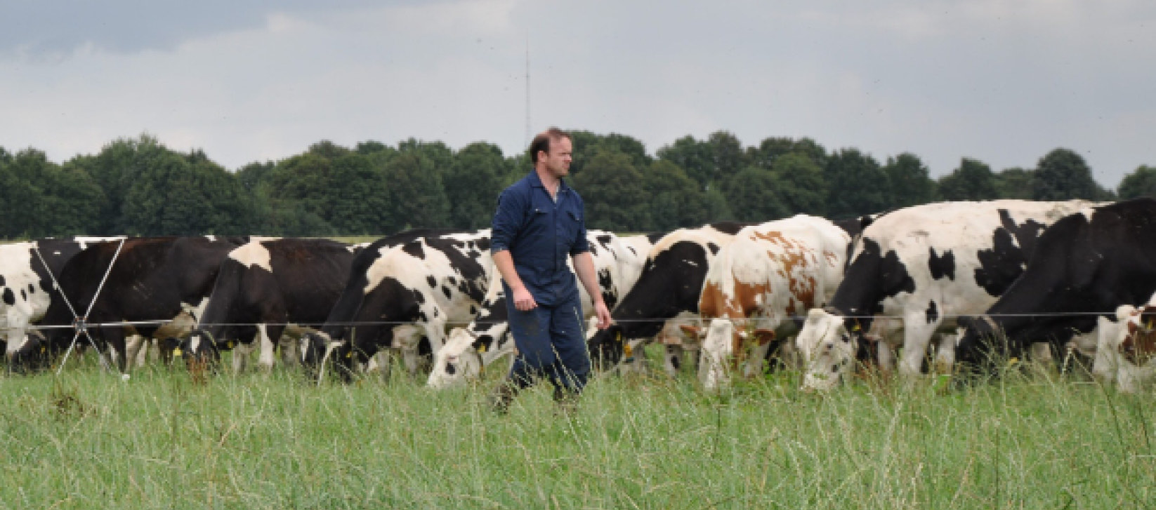 Electric Fence Online case study